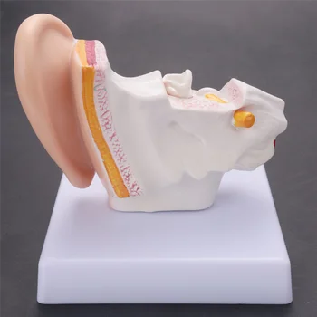 1,5 Модел на анатомията на човешкото ухо, показва структурата на органите на централната и външни уши учебни пособия